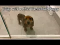 You know you live with a mini dachshund when