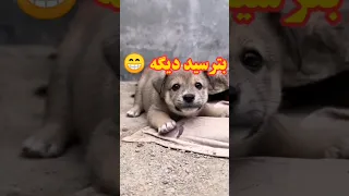 حمله توله سگ درنده با مزه Dog Iran Short 