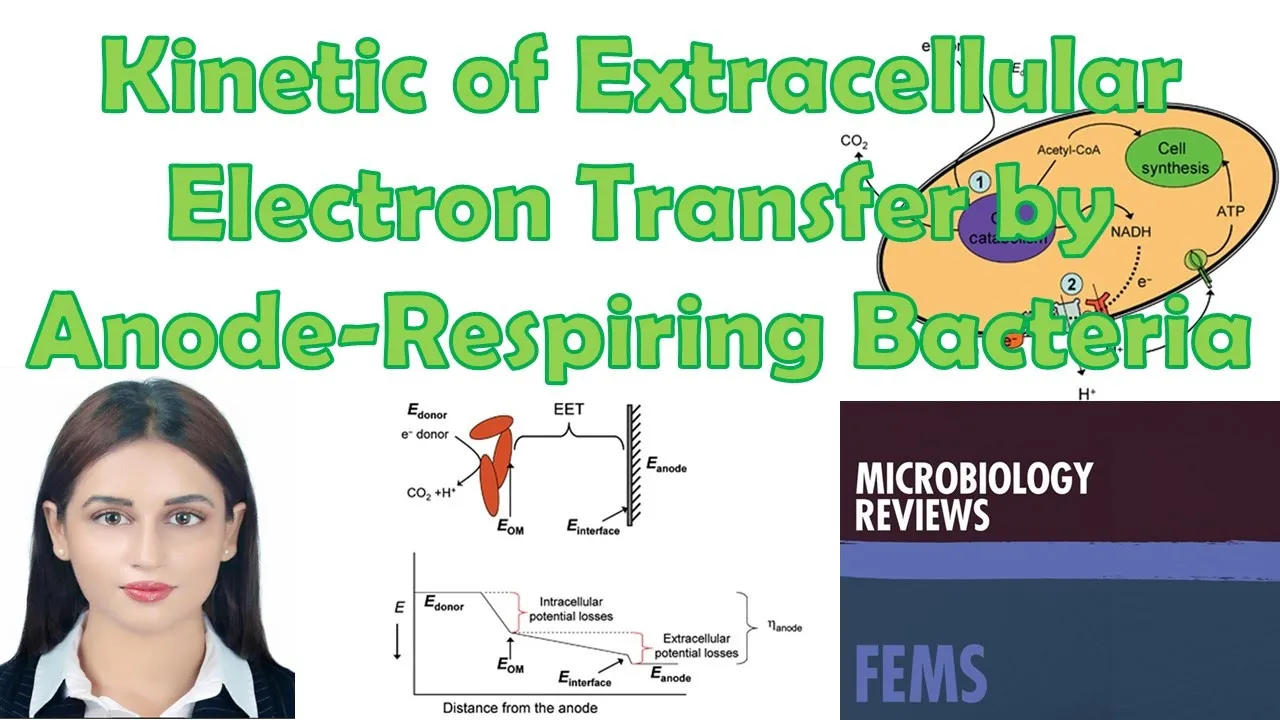 A kinetic perspective on extracellular electron transfer by anode-respiring bacteria