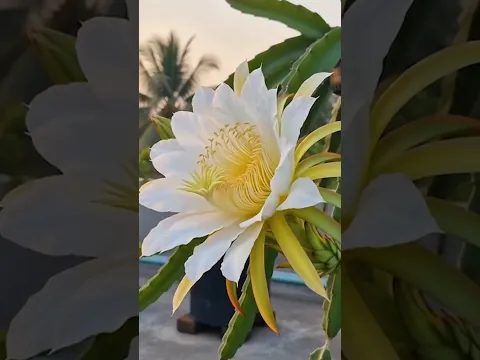 🌱 How to Root Dragon Fruit Cuttings Successfully | Amazing Gardening Trick