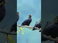 Download Lagu Suara Burung Beo Di Alam Liar Nya,Burung Cantik#shorts#