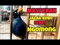 KICAUAN BURUNG JALAK KEBO BISA NGOMONG || SANGAT PAS UNTUK MASTERAN JALAK KEBO BISU