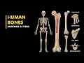Long vs Short vs Flat Bones vs irregular bones vs sesamoid bones What s the Difference