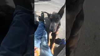#Fyp #dream #pets #doberman