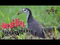 Lagu សំលេងមាន់ទឹកដាក់ដឹងតែបានហើយសម្លេងសុីនពិតៗ