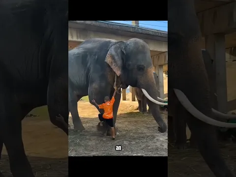 Nobody Expected the Elephant to Do This! 🐘😳