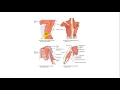 Axial and Appendicular Muscles