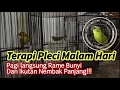 Download Lagu Terapi Pleci Malam Hari Bikin Gacor seketika!!!