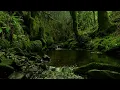 FOREST SOUNDS, GENTLE NATURE SOUNDS, CHIRPING BIRDS, RELAXING NATURE MUSIC