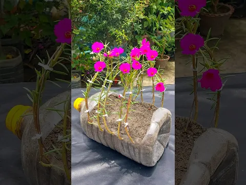 Good idea design plant portulaca flower using bottle