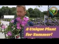 A Unique Plant for Summer Hardy Ice plant Outdoor Inspiration