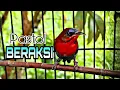 Download Lagu Burung Sepah Raja Pastol Gacor Dengan Gemercik Air Cocok Untuk Terapi Burung Bahan Malas Bunyi