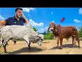 Baglino🤬Arjun \u0026 Bheem Ko Takkar dene wala Bull Banega🐂