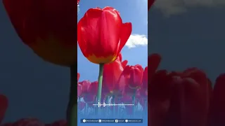 عطر فمك بالصلاه على النبي دندنها