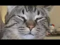 ALINITY THROWS CAT