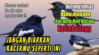 Download RAWATAN KACER NGEMBUNG !! Cara mengatasi kacer ngembung dan mengobati bulu kusam MP3