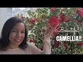The Ultimate Guide to Caring for CAMELLIA in Pots or Flowerbeds