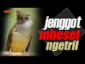 Download Lagu MASTERAN CUCAK JENGGOT GACOR SUPER BESET TAJEM AUDIO JERNIH