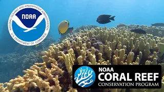 NOAA Celebrates 25 Years of Coral Reef Conservation