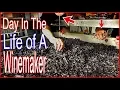 Day In The Life Of A New Jersey Winemaker Vineyard