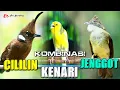 Download Lagu MASTERAN GESEKAN [ CUCAK JENGGOT  -  KENARI  -  CILILIN ]  GACOR SUPER MEWAH