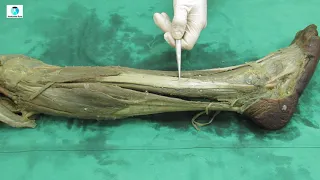 Músculos da perna: aula prática de anatomia
