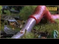 Monster leech swallows giant worm - Wonders of the Monsoon Episode 4