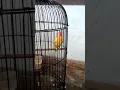 Lagu Lovebird rasa Tengkek Buto  \