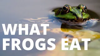 What Do Frogs Eat You Will Never Guess