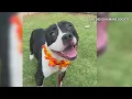 San Diego Humane Society lowers adoption fees