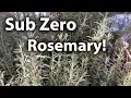 Grow Rosemary Outdoors In Cold Climates Successfully Here s How