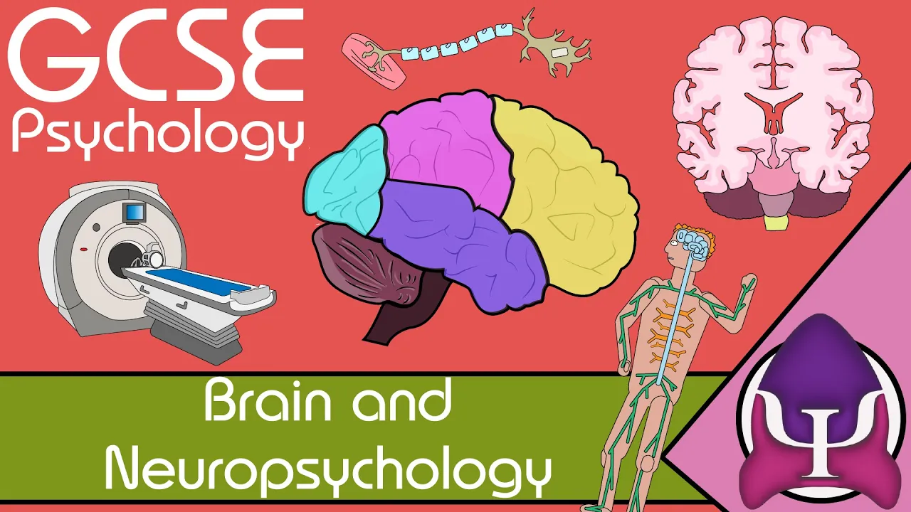 Brain and neuropsychology: GCSE Psychology