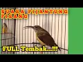 Download Lagu BURUNG PIJANTUNG PISANG BETINA GACOR SUPER JEDA #masteranburung #pijantunggacor #pijantungpisang