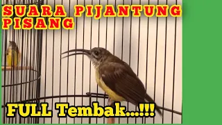 Download BURUNG PIJANTUNG PISANG BETINA GACOR SUPER JEDA #masteranburung #pijantunggacor #pijantungpisang MP3