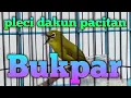 pleci dakun pacitan bukpar nembak