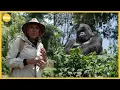 Download Lagu Robin Roberts gets close to endangered mountain gorillas in Rwanda