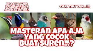 masteran yang gampang masuk u0026 susah masuk ke suren versi saya