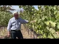 Napa Valley winemakers see approaching rain as good news