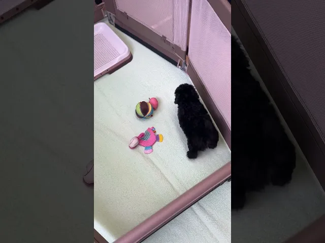 動画