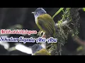Download Lagu Sikatan Kepala Abu Abu
