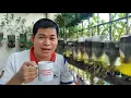 DENGUE at 8 PANG SAKIT NA MAARING MAGAMOT NG TAWA-TAWA: PLANTING \u0026 TEA MAKING