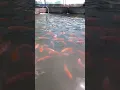 Lagu Red Tilapia #tilapia #fishfarming