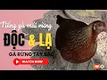 Download Lagu Tiếng gà mái rừng gọi trống chuẩn, độc, lạ || Gà Rừng Tây Bắc