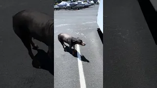 #fyp #dream #doberman #pets #youtube