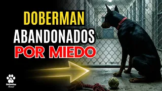 Lo adoptan por MIEDO y lo abandonan por lo MISMO