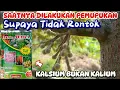 Lagu CARA PEMUPUKAN POHON DURIAN YANG MULAI MENGELUARKAN BUNGA SUPAYA TIDAK RONTOK