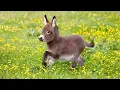 Download Lagu Cute Baby Animal Moments You Must See! 🤣 Funniest ANIMALS Video