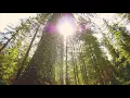 Sound Bath in the Forest 432Hz | Serene Forest Accompanied by Gentle Ambient Tones
