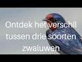 Download Lagu Ontdek het verschil tussen boerenzwaluw, oeverzwaluw en huiszwaluw #413