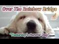 Rainbow Bridge Pet Loss Poem Written the day after my dog crossed